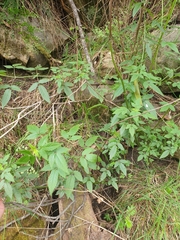 Cedronella canariensis