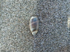 Olivella columellaris