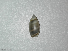 Olivella columellaris