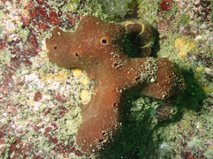 Amphimedon trindanea