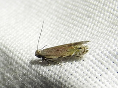 Battaristis concinnusella