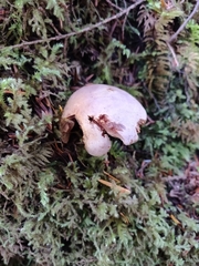 Gymnopilus punctifolius