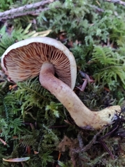 Gymnopilus punctifolius