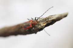 Holopleura marginata