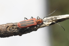 Holopleura marginata