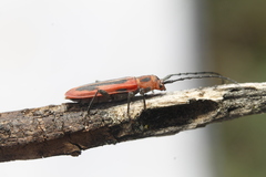 Holopleura marginata
