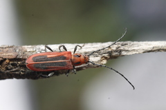 Holopleura marginata