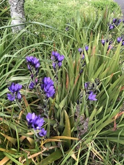 Babiana angustifolia