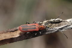 Holopleura marginata