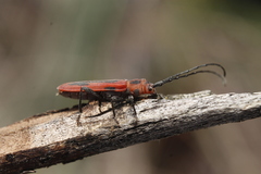 Holopleura marginata