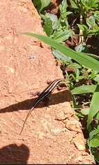 Trachylepis quinquetaeniata