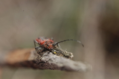 Holopleura marginata