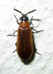 Physciolagria singularicornis