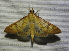 Mimorista