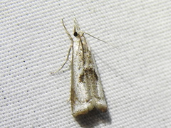 Microcrambus croesus