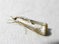 Microcrambus croesus