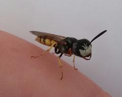 Philanthus triangulum diadema