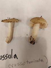 Russula crassotunicata