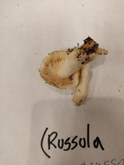 Russula crassotunicata