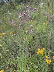 Stevia viscida