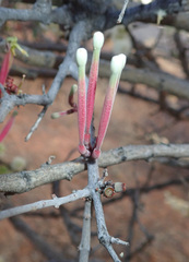 Tapinanthus
