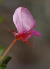 Indigofera sp14