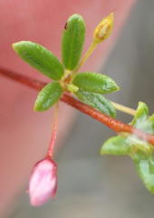 Indigofera sp14