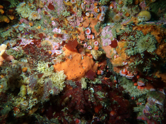 Dragmacidon mexicanum