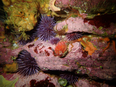 Haliotis kamtschatkana