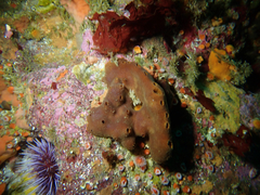 Amphimedon trindanea