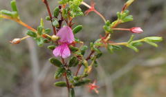 Indigofera sp14