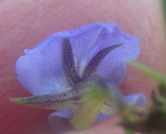Psoralea trullata