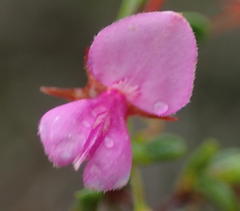 Indigofera sp14