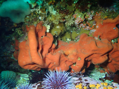 Dragmacidon mexicanum