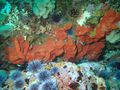 Dragmacidon mexicanum