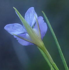 Psoralea trullata