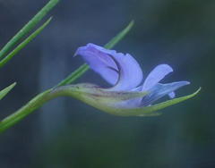 Psoralea trullata