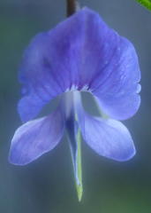 Psoralea trullata