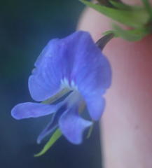 Psoralea trullata