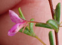 Indigofera sp14