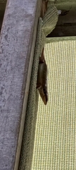 Trachylepis quinquetaeniata