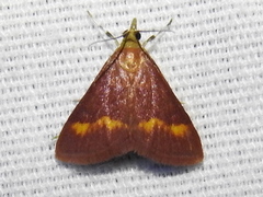 Pyrausta pseuderosnealis