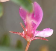 Indigofera sp14