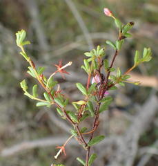 Indigofera sp14