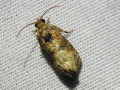 Ecdytolopha mana