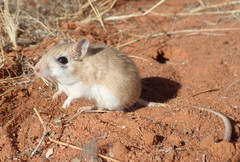 Gerbilliscus leucogaster