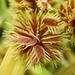 Bearded Flatsedge - Photo (c) Jane Trembath, some rights reserved (CC BY-NC), uploaded by Jane Trembath