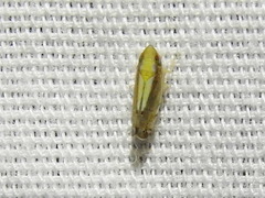 Scaphytopius elegans