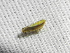 Scaphytopius elegans