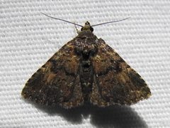 Metalectra miserulata